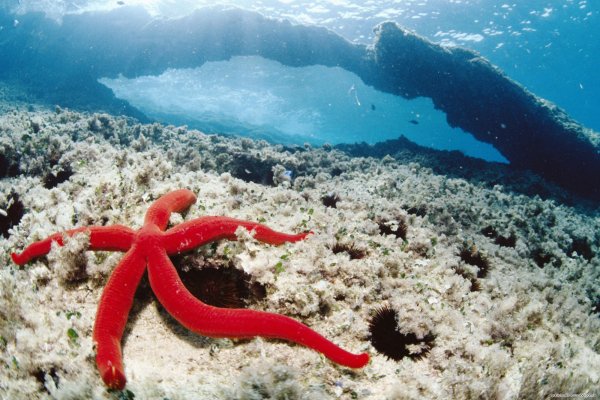 Морская звезда под водой