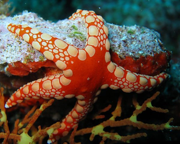 Обитатели морей и океанов