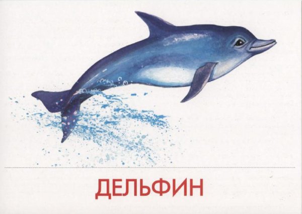 Карточки морские обитатели для детей