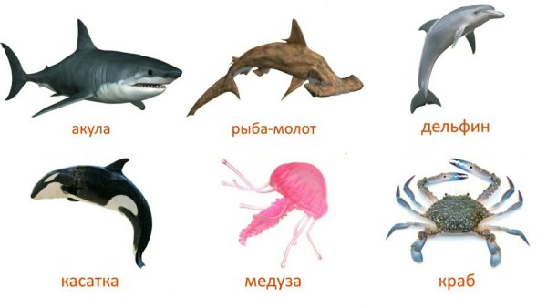 Названия морских обита