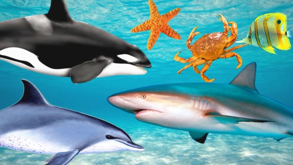 Животные океана для детей