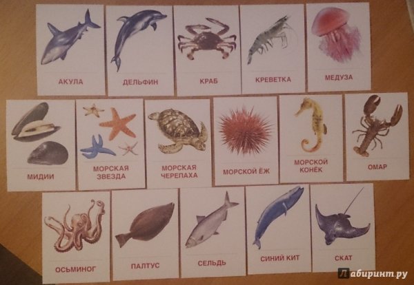 Морские обитатели названия