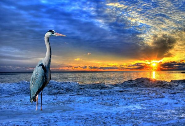 Цапля на море
