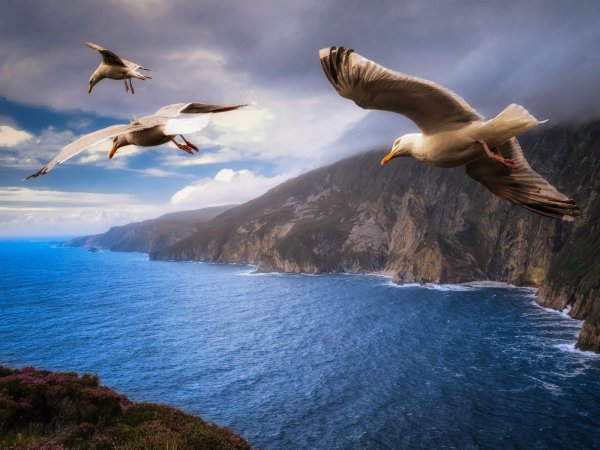 Птицы над морем