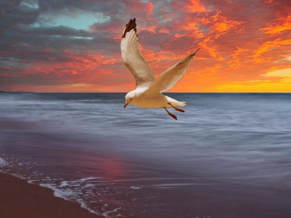 Птицы над морем