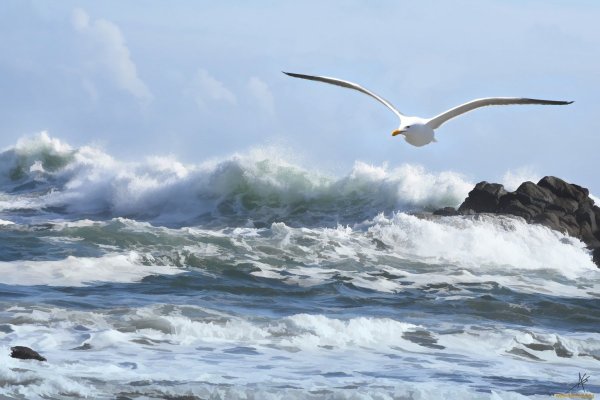 Чайки живопись