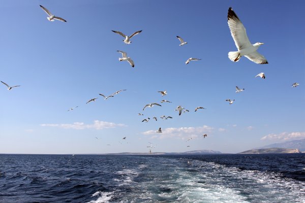 Чайки на побережье