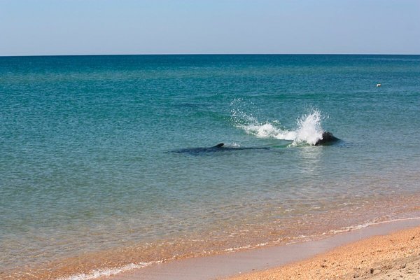 Бугазская коса Благовещенская дельфины