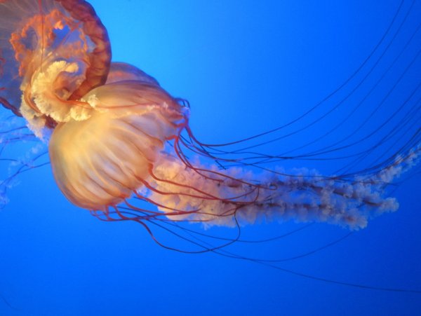 Медуза обыкновенная