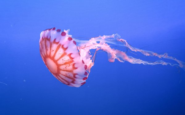 Морские обитатели медуза