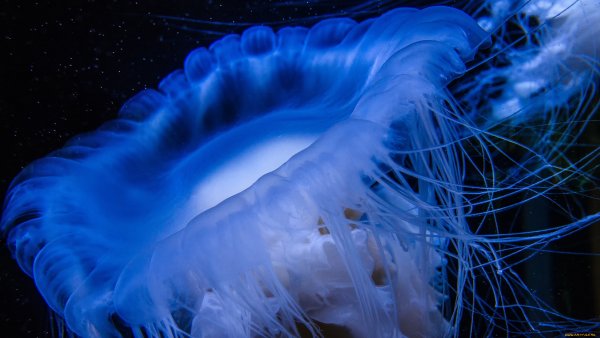 Светящиеся медузы