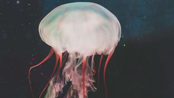 Медуза планктон