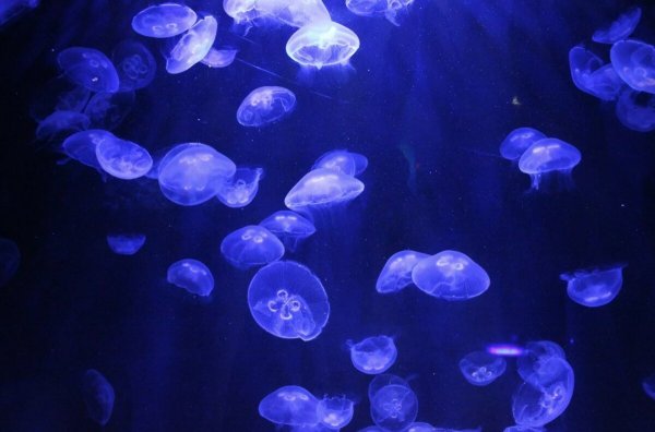 Медузы коралловый риф