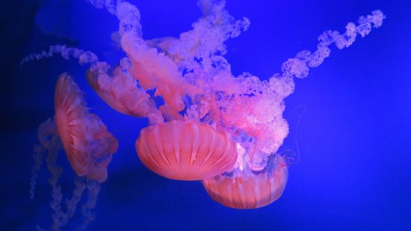 Фантастические медузы