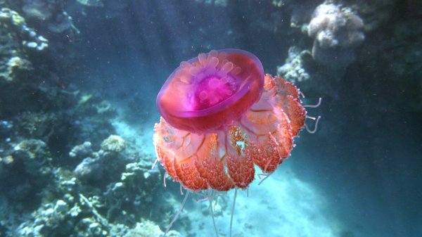 Светящиеся медузы