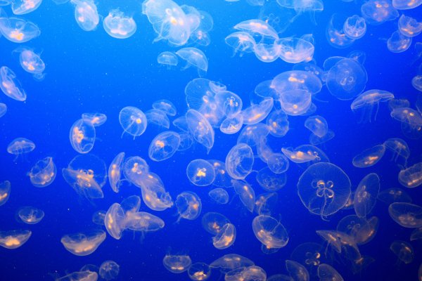 Под водой фэнтези