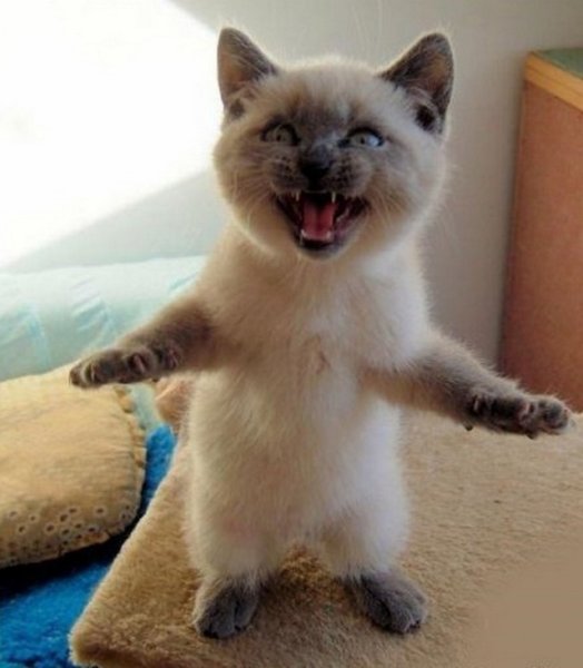 Смешной тюлень