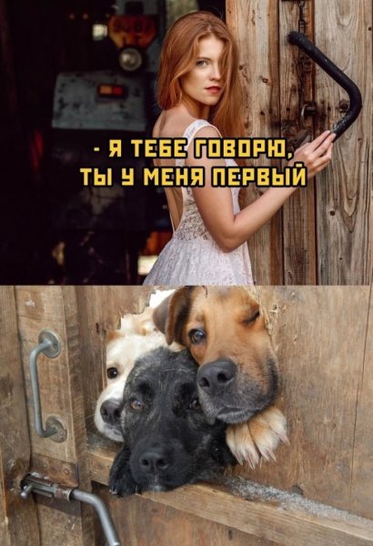 Тюлень на пляже