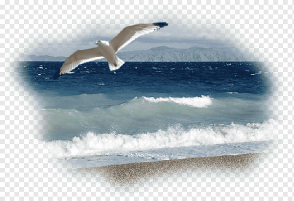Чайки над морем на прозрачном фоне