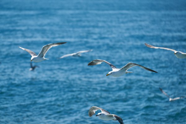 Чайки над морем