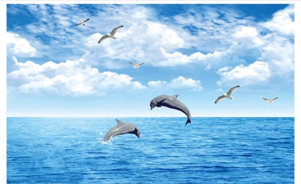 Море Чайки дельфины