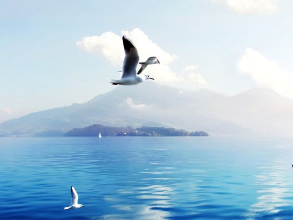 Море, Чайки