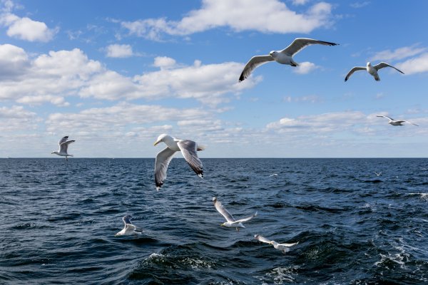 Картина Чайки море