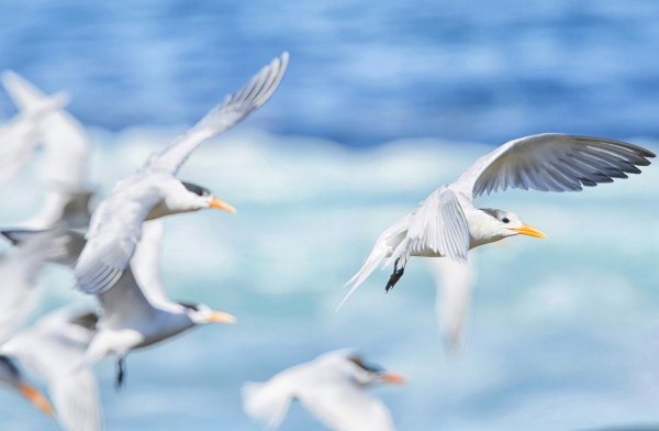 Море, Чайки