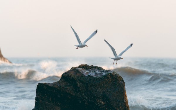 Море скалы Чайки