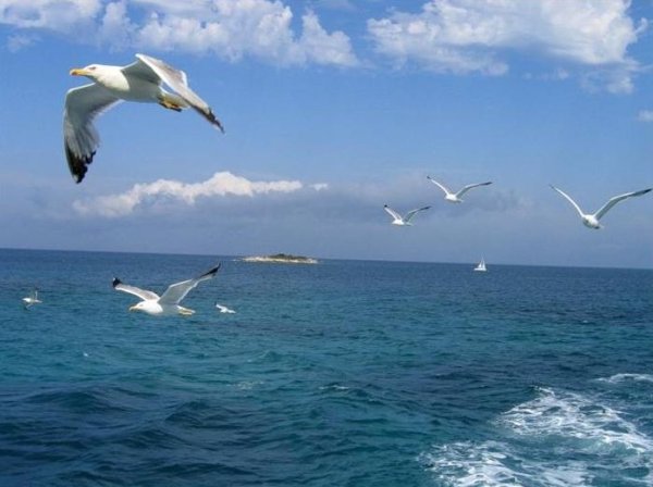 Море Чайки дельфины