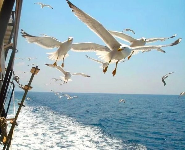 Чайки над кораблем