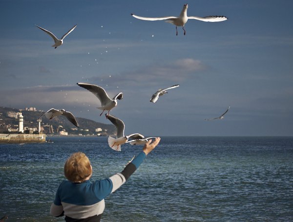 Фотосессия с чайками