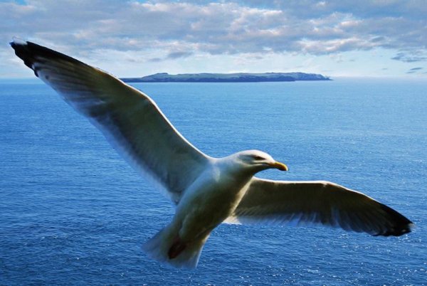 Гордо реет Буревестник черной