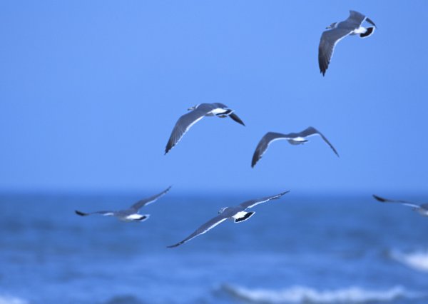 Чайки вдалеке