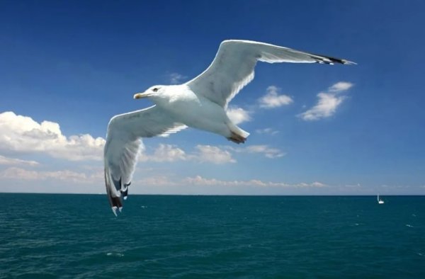 Птицы над морем