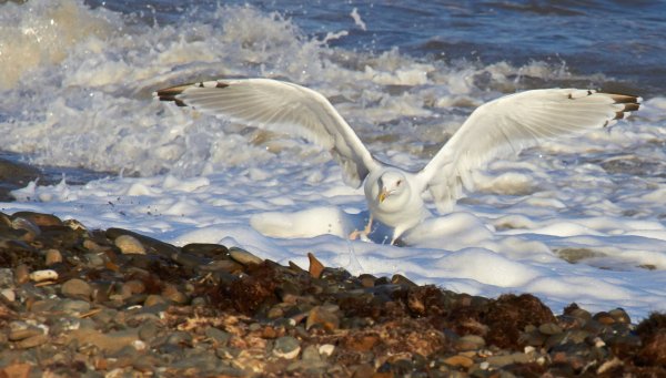 Чайки в небе живопись