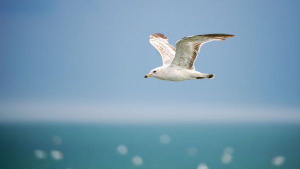 Чайки взлетают