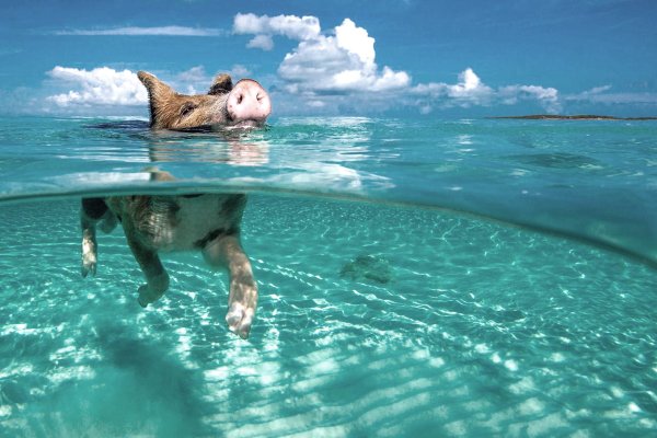 Остров свиней на Багамах