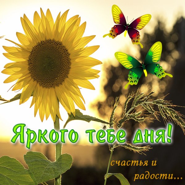 Хорошего дня солнышко