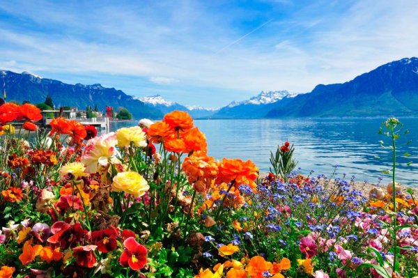 Море горы цветы