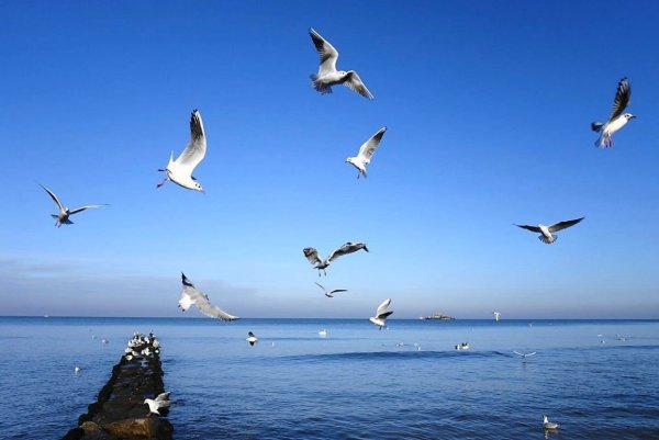 Картинки чайки над морем - 63 фото