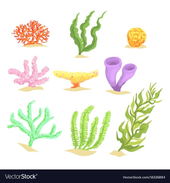 Морские растения на белом фоне