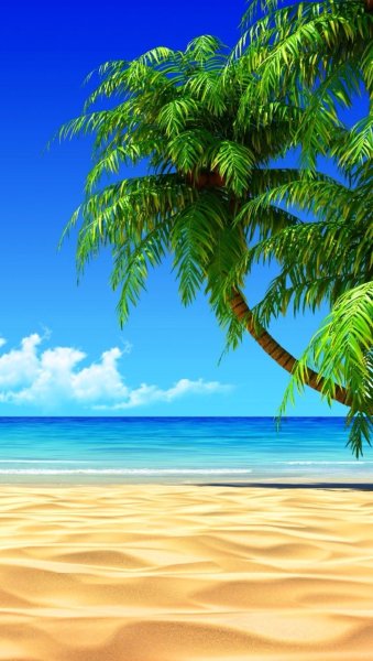 Море пальмы