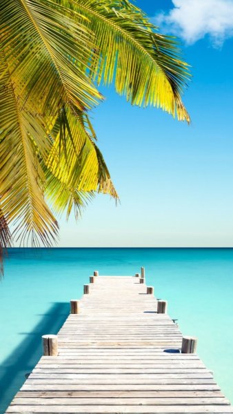 Фон острова с пальмами