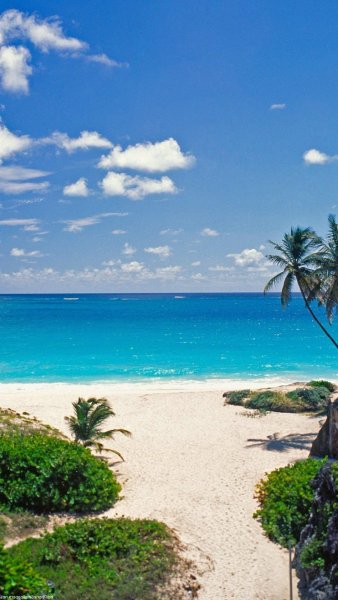 Море пляж пальмы