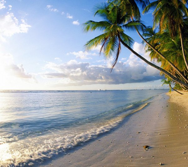 Пальмы и океан