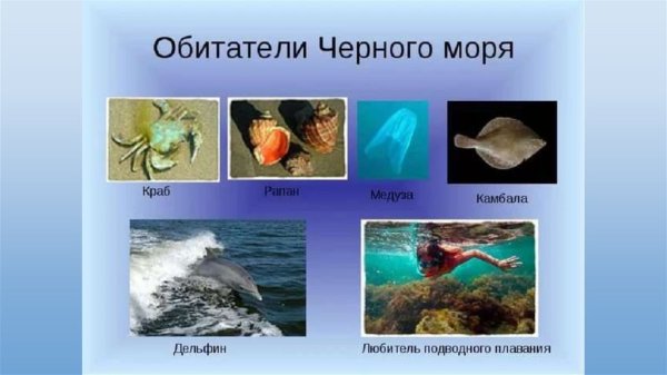 Растительный и животный мир черного моря