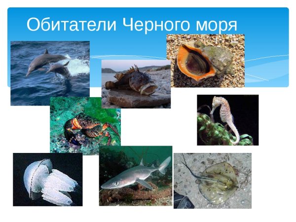 Обитатели чёрного моря обитатели чёрного моря