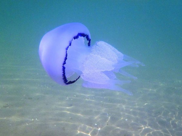 Таблица обитатели красного моря