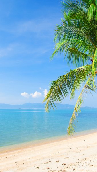 Море пляж пальмы